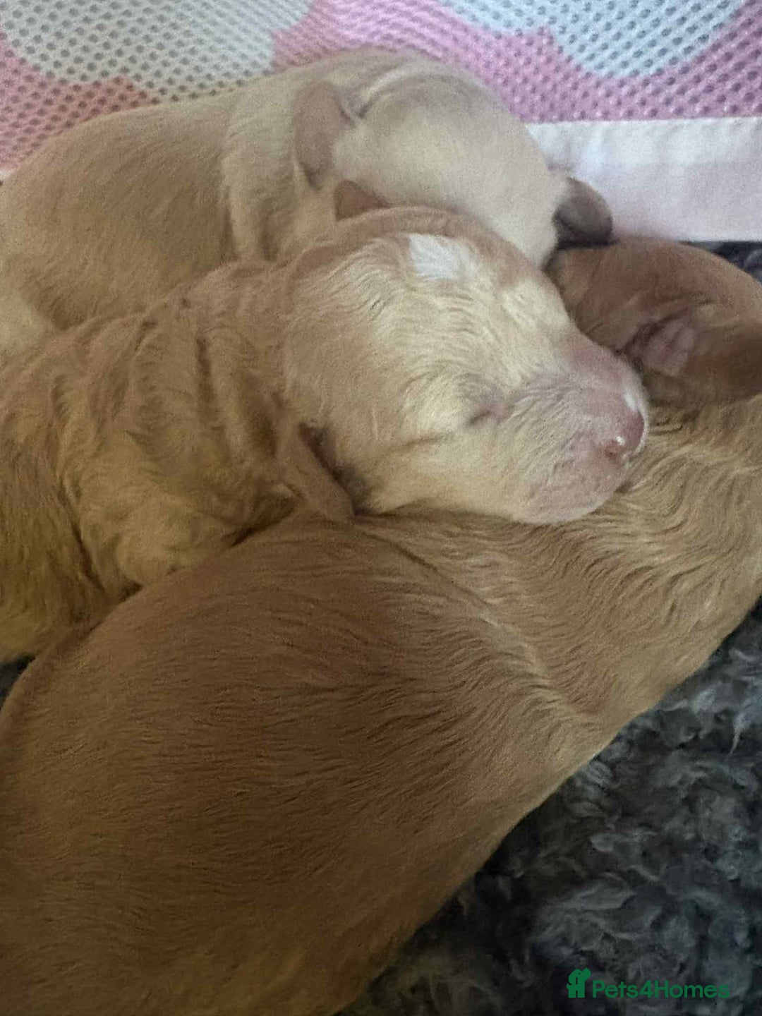 Cockapoo dogs for sale: Cockapoo pups for sale  - Image 4