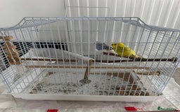 Budgerigars birds for sale: 2 female Budgies for sale!  - Image 1