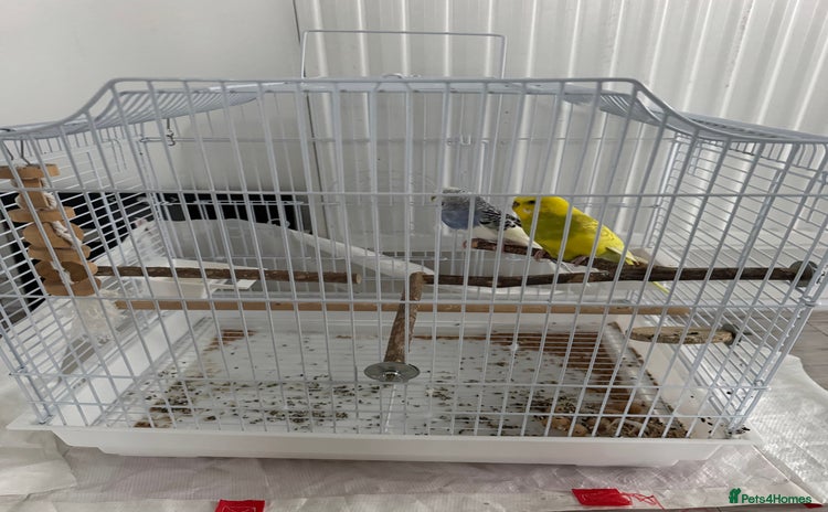 Budgerigars birds - Advert 4