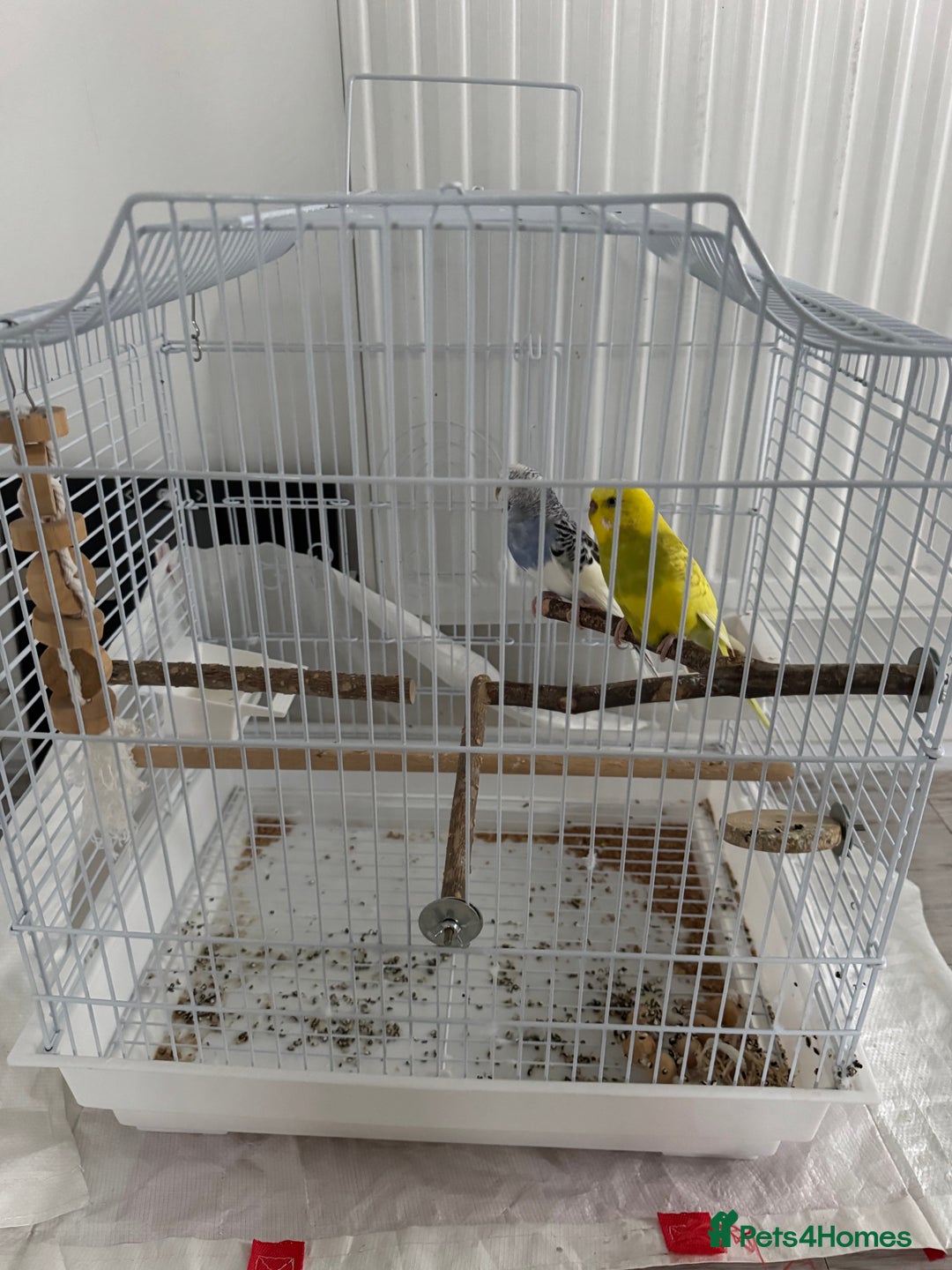 Budgerigars birds for sale: 2 female Budgies for sale!  - Image 1