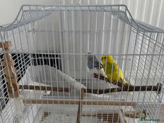 Budgerigars birds - Advert 34