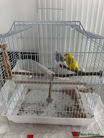 Budgerigars birds - Advert 16