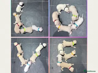 Italian Greyhound dogs Exceptionally Well-Bred Italian Greyhound Puppies - Advert 2