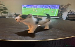British Shorthair cats for sale: 6 Playful British Shorthair Cats - Image 7