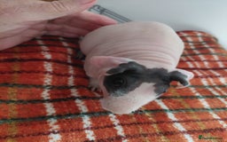 Guinea Pig rodents for sale: Skinny Pig Noars x 2 - Image 1