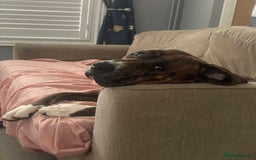 Mixed Breed dogs for sale: Presa x American Bulldog  - Advert 6