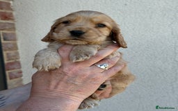 Cocker Spaniel dogs for sale: KC reg show cocker spaniel puppies in Wisbech - Image 7