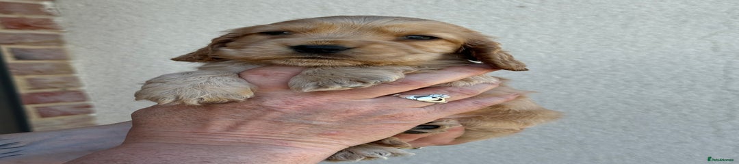 Golden girl Puppy 2