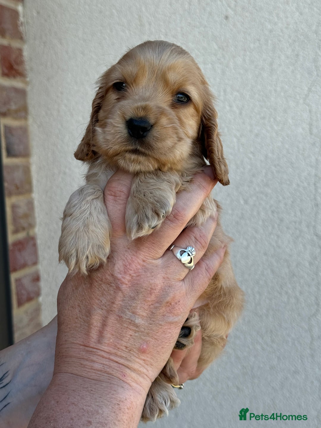 Cocker Spaniel dogs for sale: KC reg show cocker spaniel puppies in Wisbech - Image 7