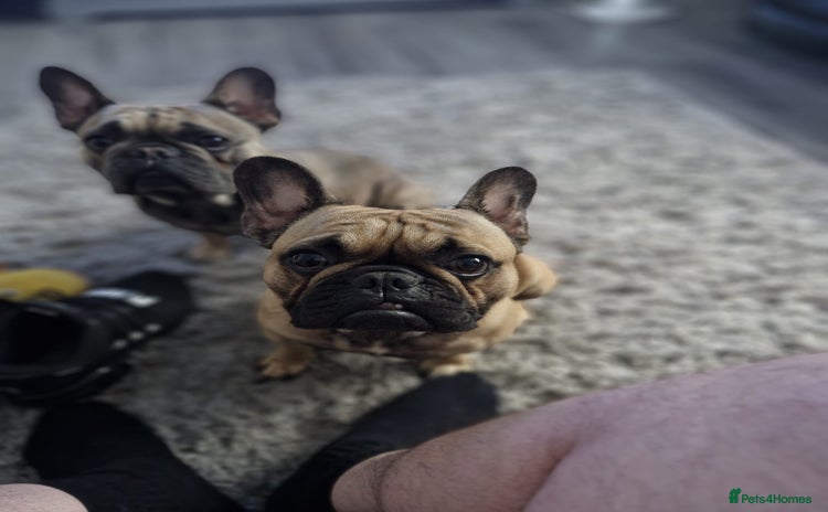 French Bulldog dogs - Advert 7