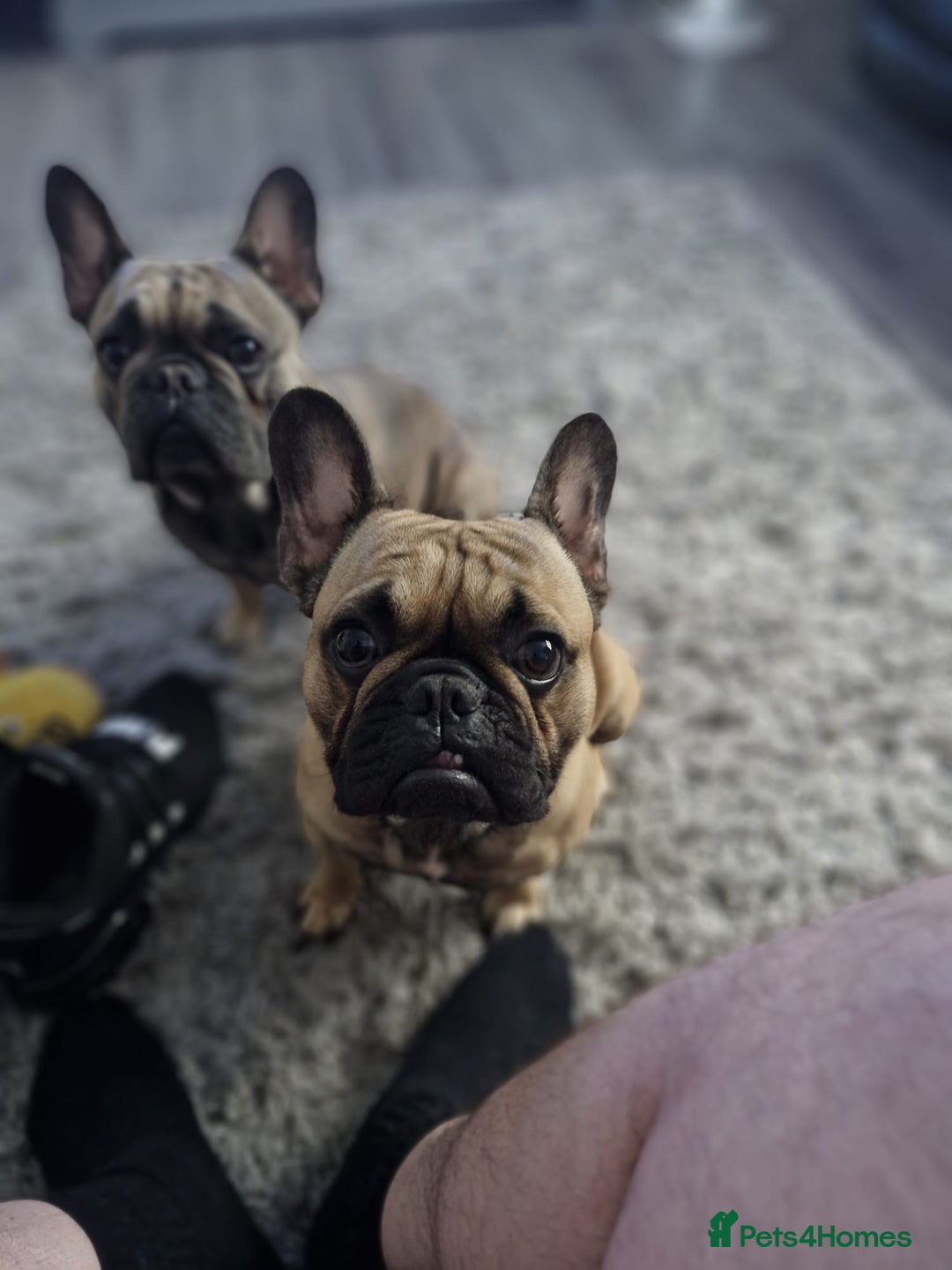 French Bulldog dogs for sale: Frank&fred - Image 1