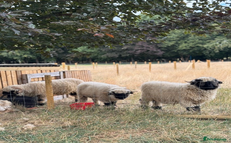 Sheep livestock - Advert 2