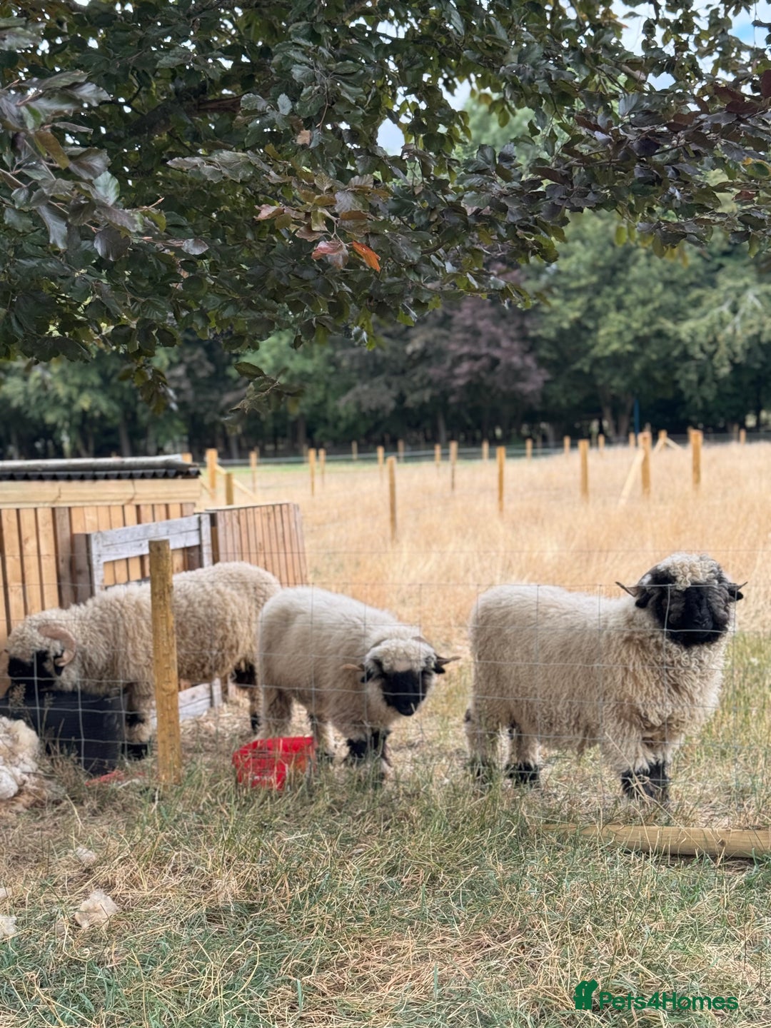 Sheep livestock for sale:  Black nose valais x3 breeding trio - Image 1
