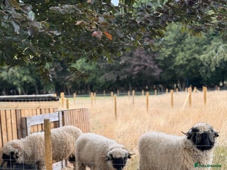 Sheep livestock - Advert 9