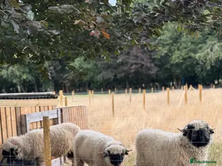 Sheep livestock Black nose valais x3 breeding trio - Advert 13