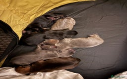 Mixed Breed dogs for sale: French bulldog x daschund - Image 36