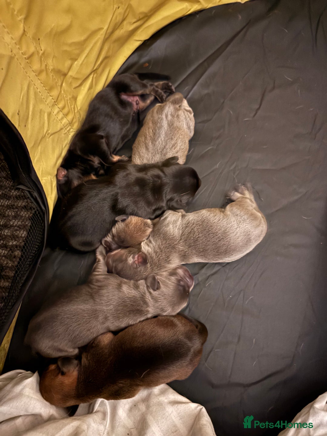 Mixed Breed dogs for sale: French bulldog x daschund - Image 36