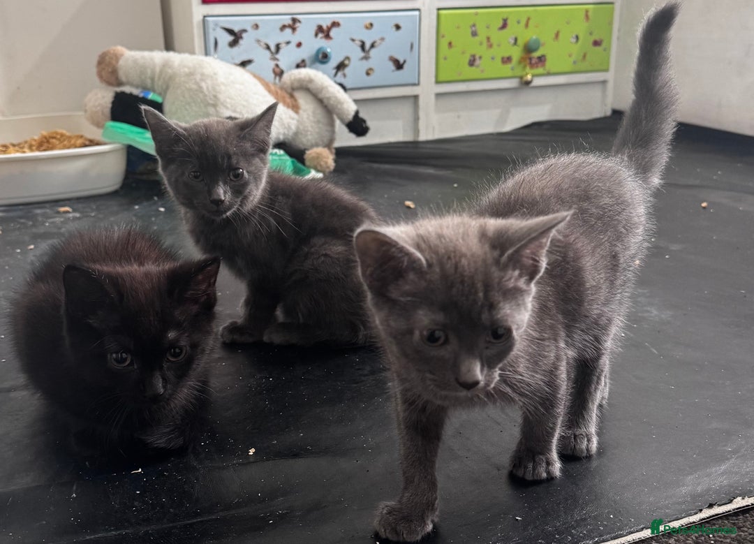 Mixed Breed cats for sale:  4 Kittens British long & short hair mixed breed. - Advert 10
