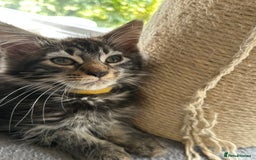 Maine Coon cats for sale: Stunning mainecoons  - Image 21