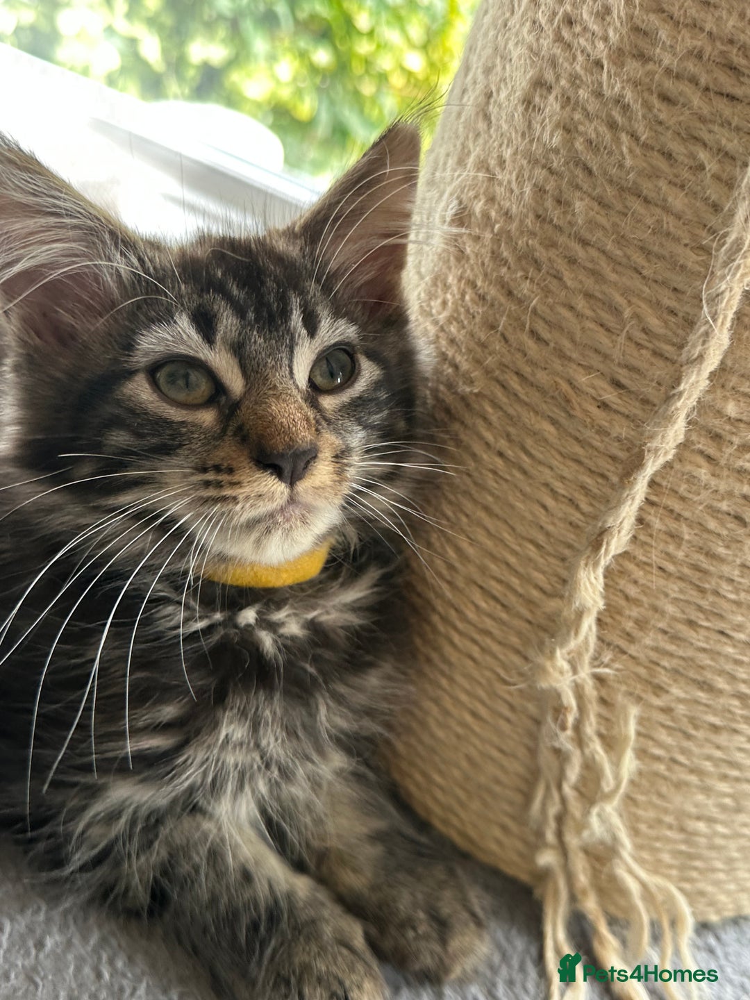 Maine Coon cats for sale: Stunning mainecoons  - Image 21