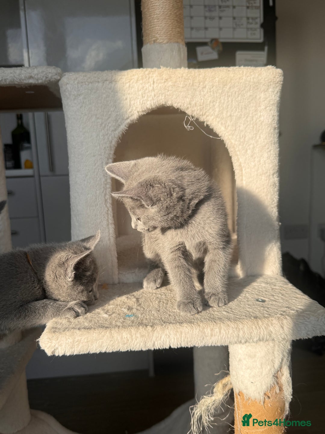 Russian Blue cats for sale: 🐾 Premium Home-Raised Russian Blue Kittens -Ready - Advert 10