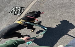 Labrador Retriever dogs for sale: 1 year old male labrador (Goose)  - Image 6