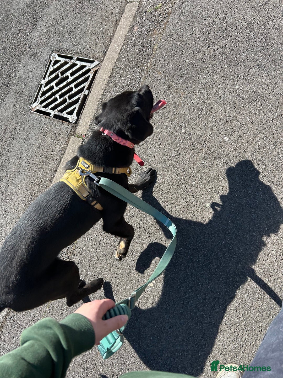 Labrador Retriever dogs for sale: 1 year old male labrador (Goose)  - Image 6