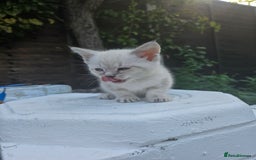 Maine Coon cats for sale: Beautiful kittens 😸  - Image 6