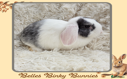 Mini Lop rabbits for sale: 🧡 READY NOW Mini Lop Doe 🧡 9wk old - Image 3
