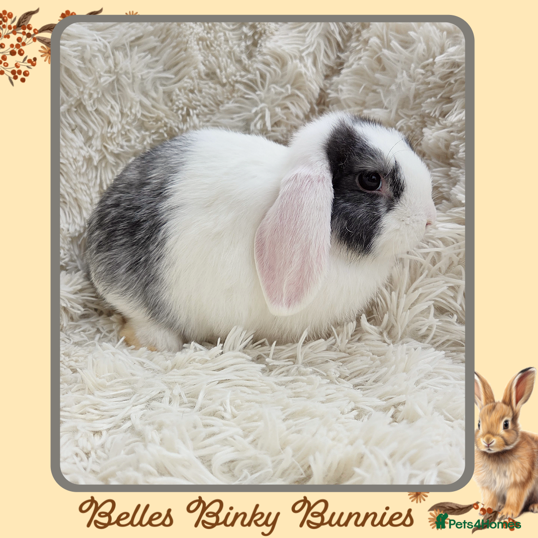 Mini Lop rabbits for sale: 🧡 READY NOW Mini Lop Doe 🧡 9wk old - Image 3