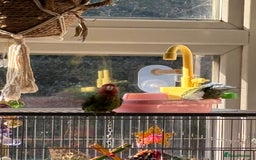 Lovebirds birds for sale: Pair of lovebirds  - Image 3