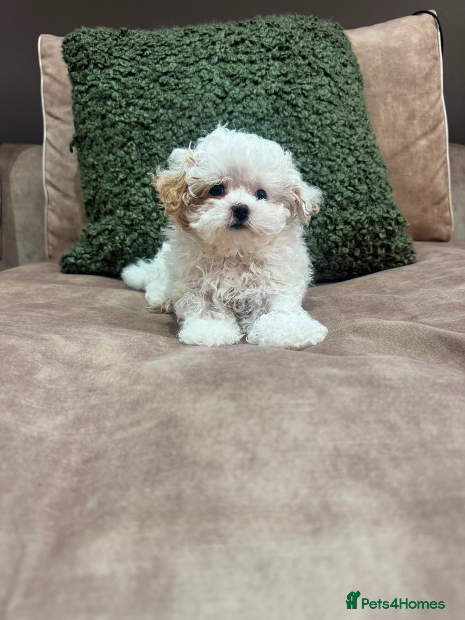 Shihpoo dogs DonnaJays something truly special 🌟🌟🌟🌟🌟 - Advert 2