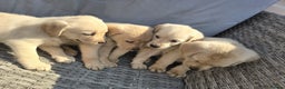 Goldador dogs for sale: Goldador puppy's  - Advert 4