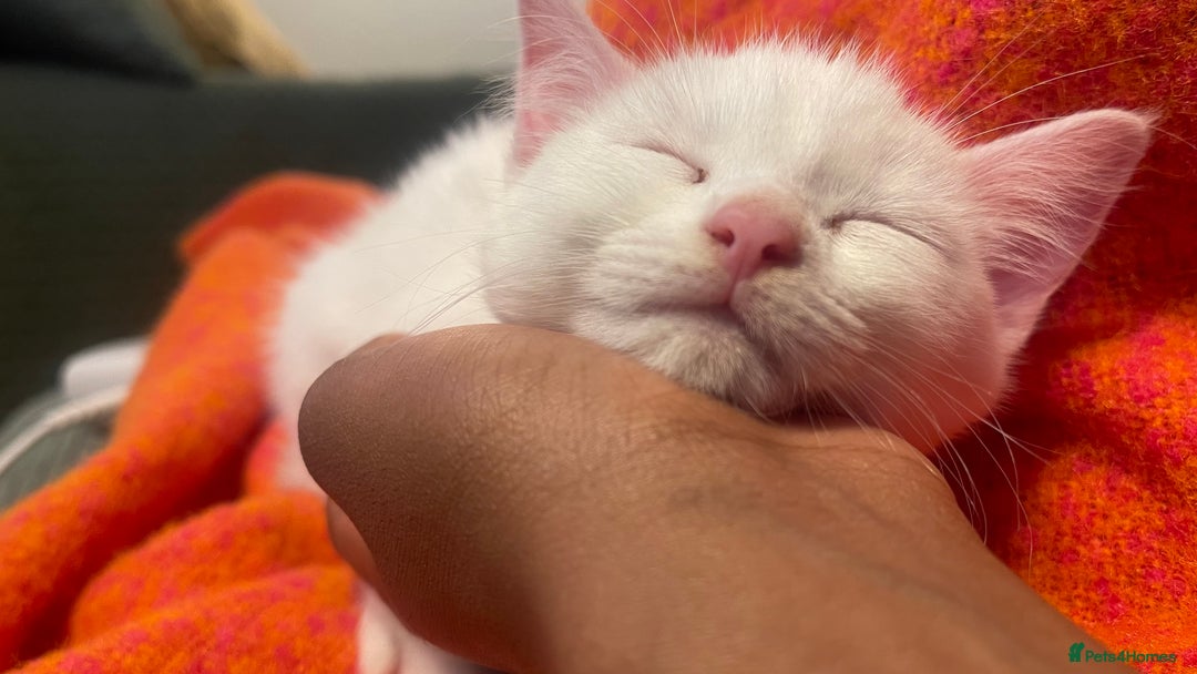 Mixed Breed cats for sale: 1 Gorgeous girl available  - Advert 7