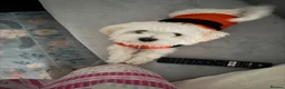Maltese dogs for sale: Yoshi in Northampton - Advert 2