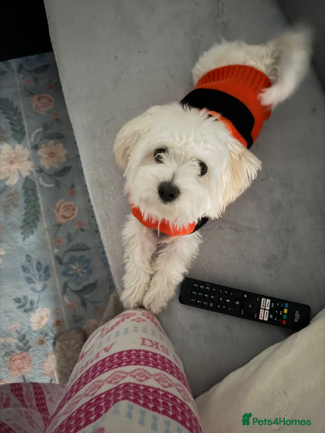 Maltese dogs for sale: Yoshi in Northampton - Advert 2