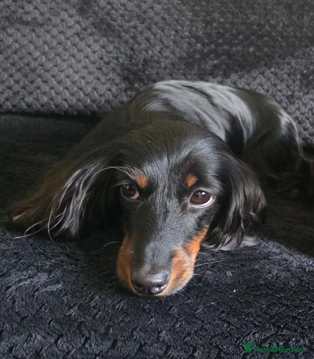 Miniature Dachshund dogs for sale: KC Miniature Dachshund  - Advert 2