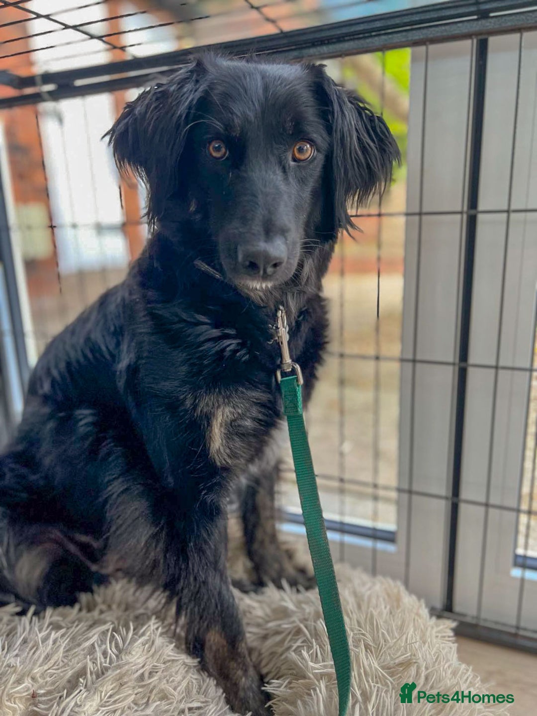 Mixed Breed dogs for adoption: Ruby – Gentle, Silly, Escape-Artist Extraordinaire - Image 7
