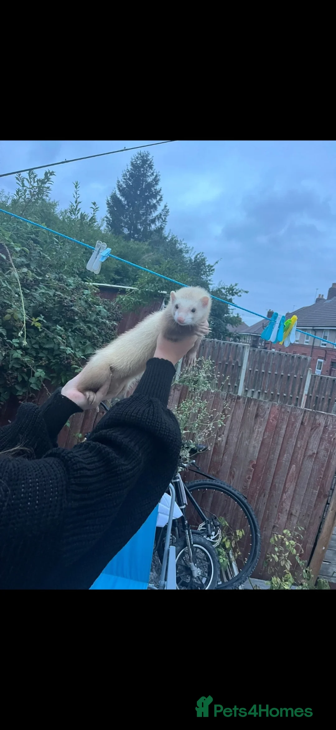 Ferret rodents for sale: 2 stunning albino hobs & a cinnamon jill  in Sheffield - Advert 3