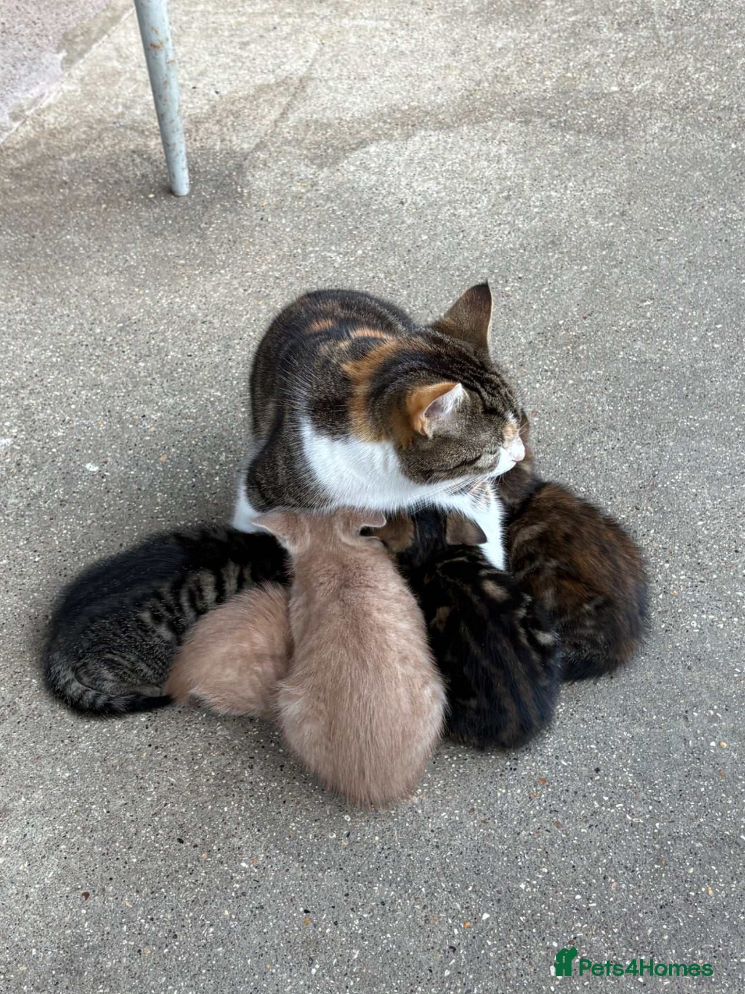 Mixed Breed cats 3 beautiful female kittens  - Advert 3