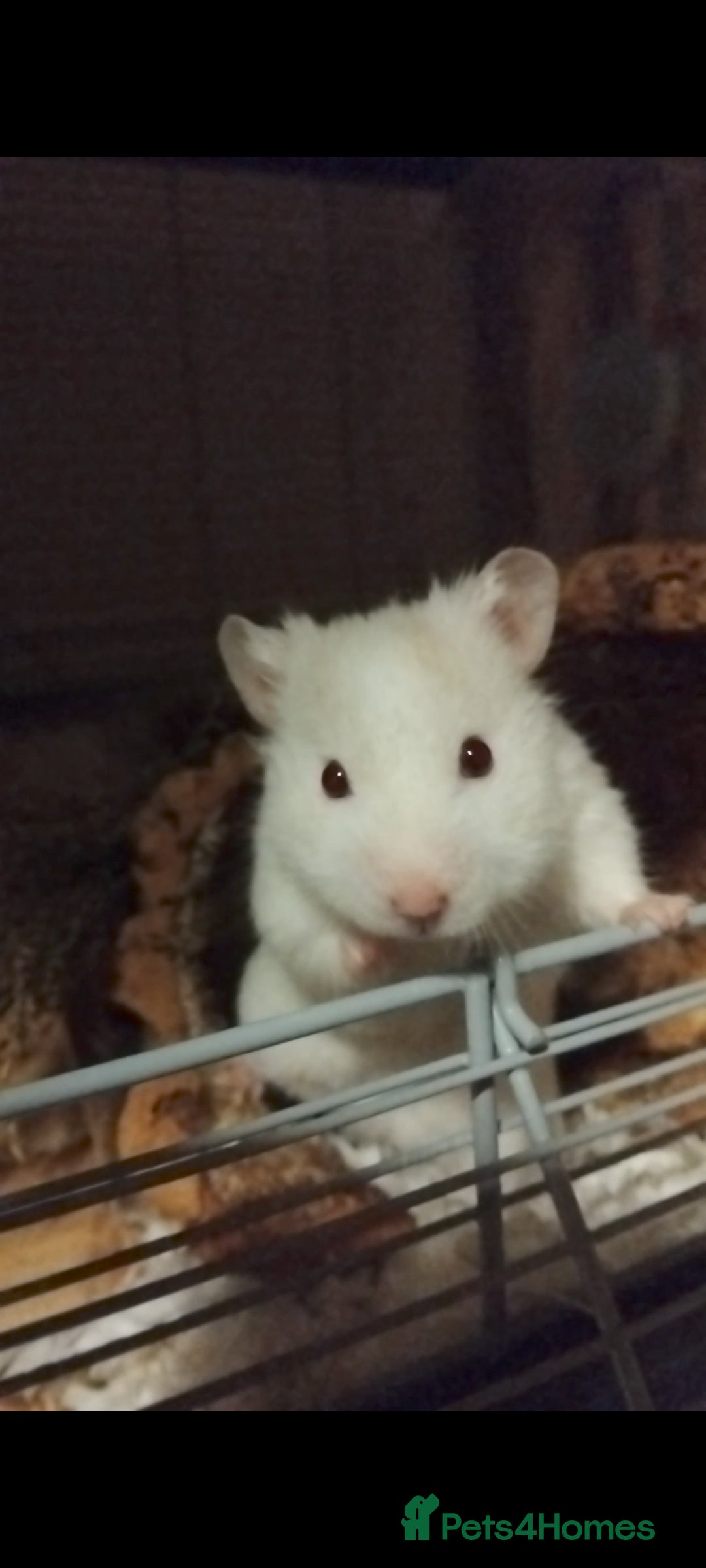 Hamster rodents for sale: 🐹 Male Syrian hamster available for adoption 🐹 - Advert 1