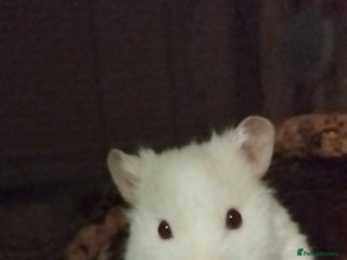 Hamster rodents 🐹 Male Syrian hamster available for adoption 🐹 - Advert 1
