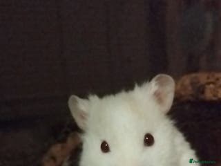 Hamster rodents 🐹 Male Syrian hamster available for adoption 🐹 - Advert 12