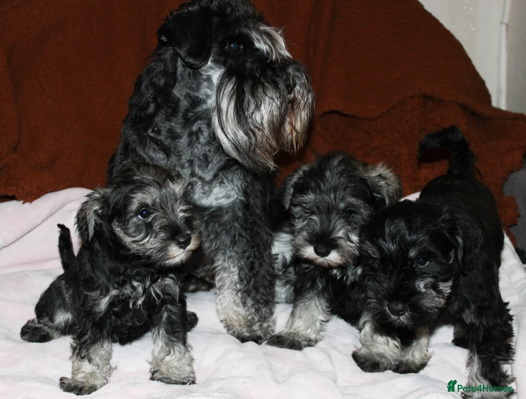 Miniature Schnauzer dogs for sale: Charming Mini Schnauzers with KC registration - Advert 23