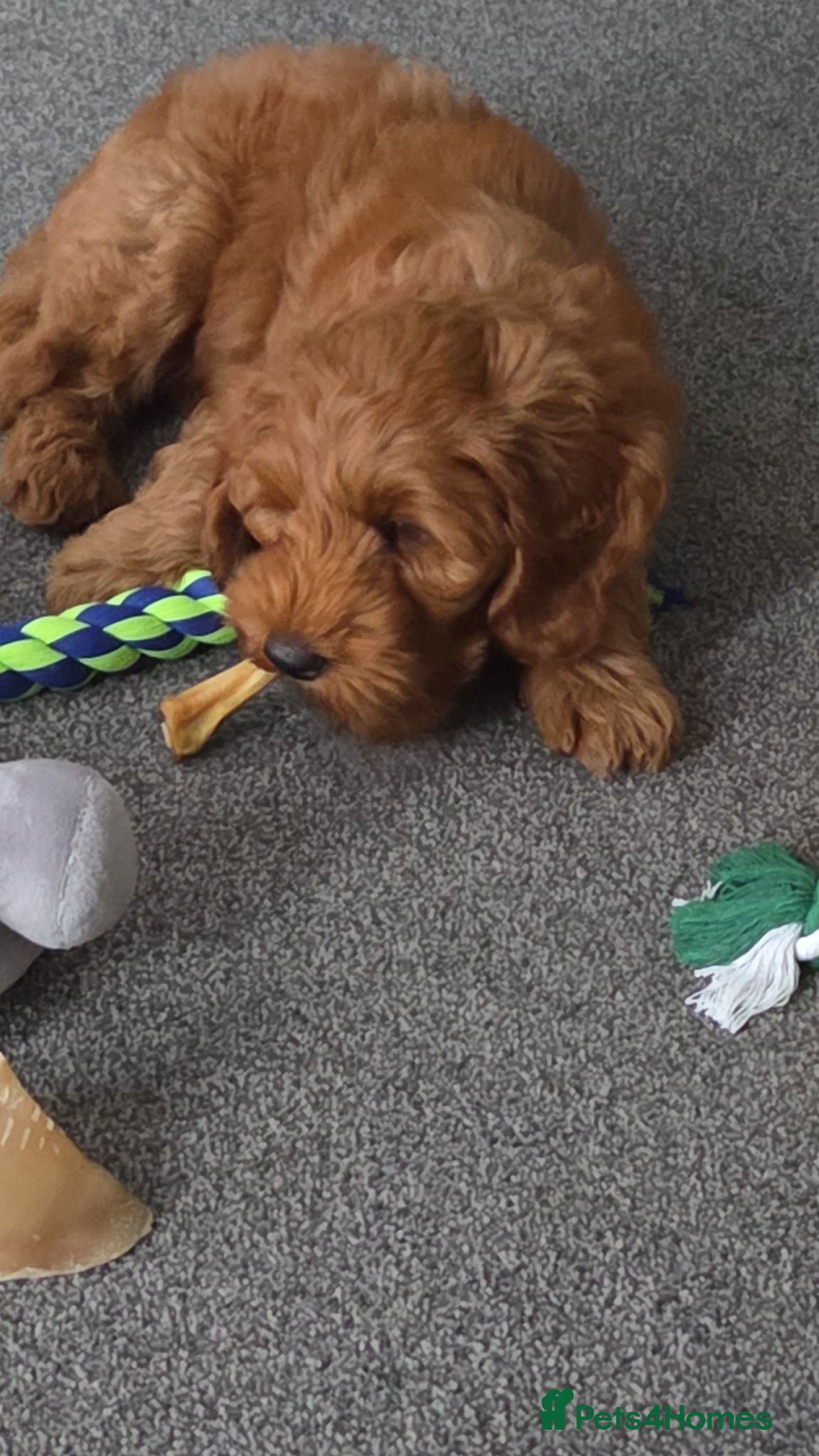 Australian Labradoodle dogs for sale: Fox Red Full Australian Labradoodle Male  - Advert 1