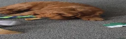 Australian Labradoodle dogs for sale: Fox Red Full Australian Labradoodle Male  - Advert 3