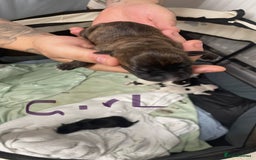 Staffordshire Bull Terrier dogs for sale: Staffy puppies  - Image 6