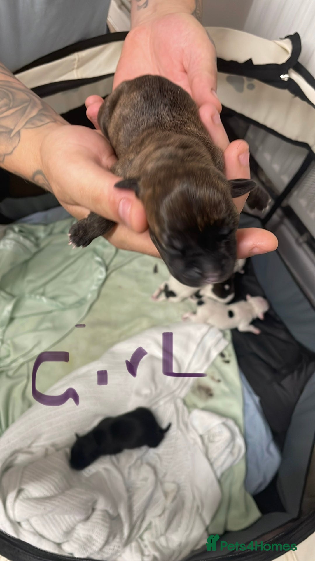 Staffordshire Bull Terrier dogs for sale: Staffy puppies  - Image 6