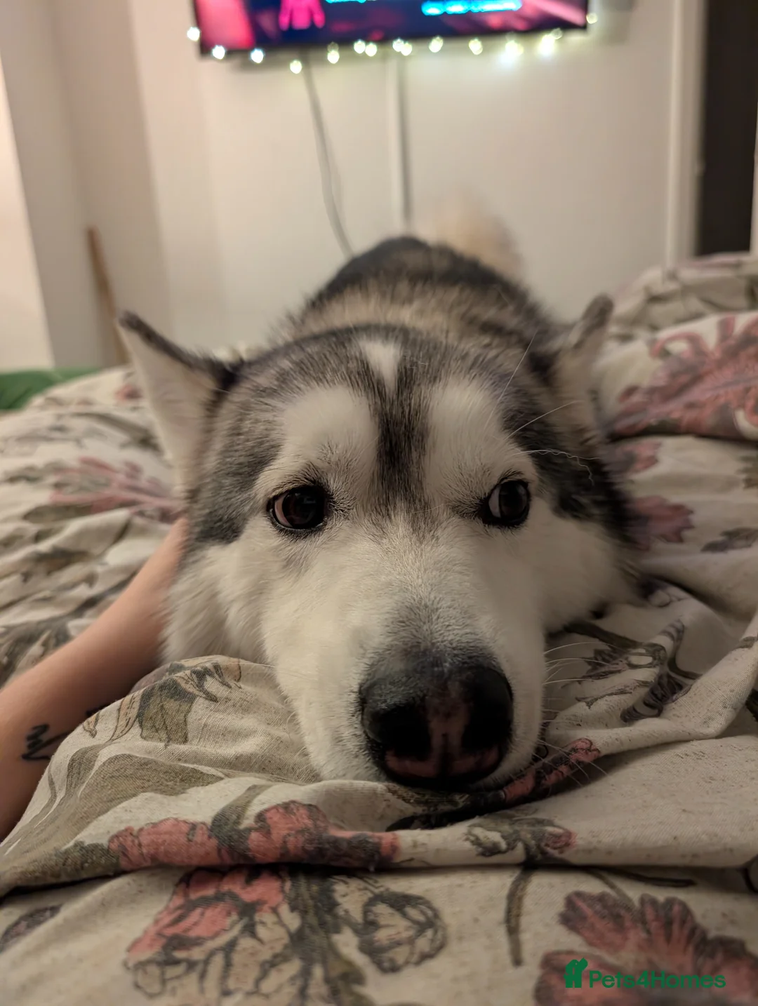 Mixed Breed dogs for stud: STUD HUSKY/MALAMUTE MIX - Advert 9