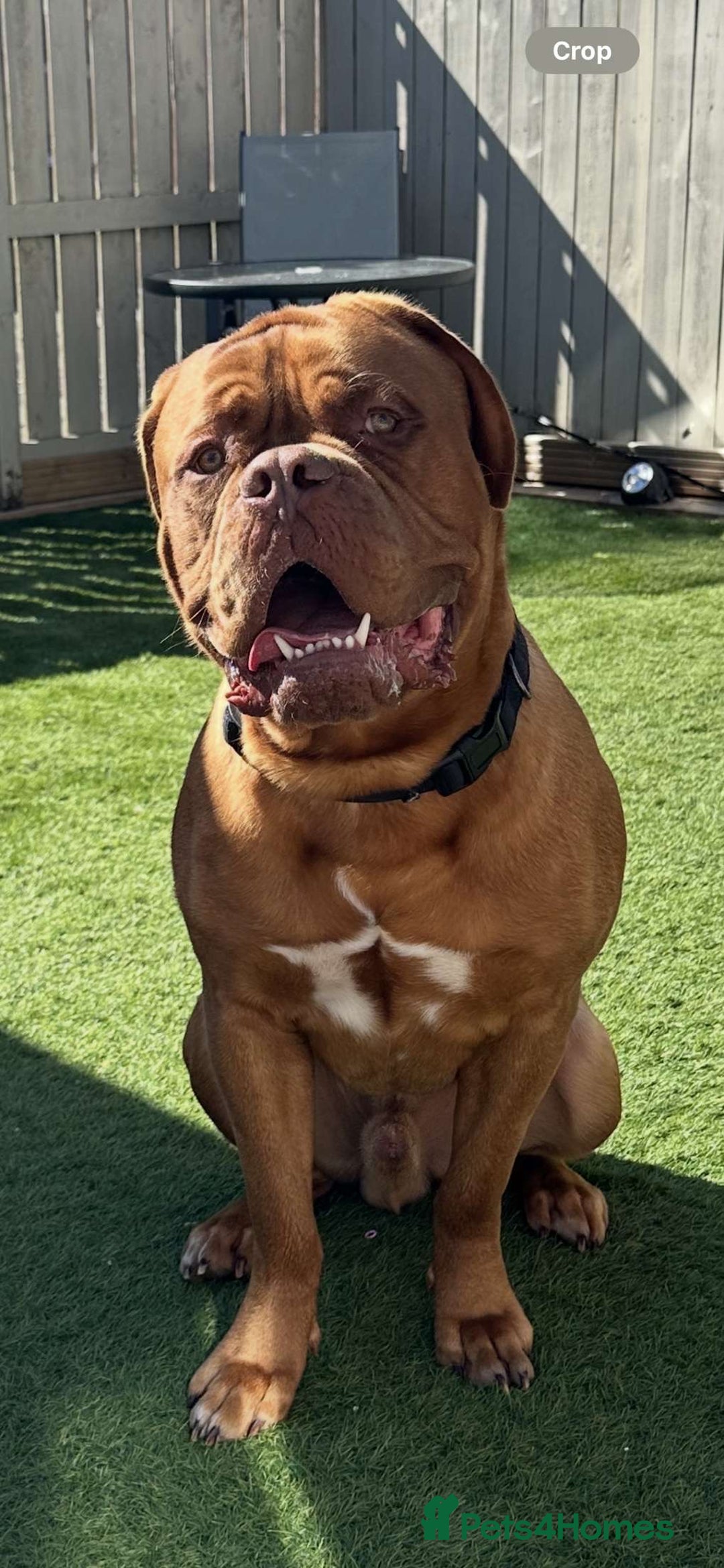 Dogue De Bordeaux dogs for stud: Proven KC Reg Dogue De Bordeaux in Newcastle upon Tyne - Image 4